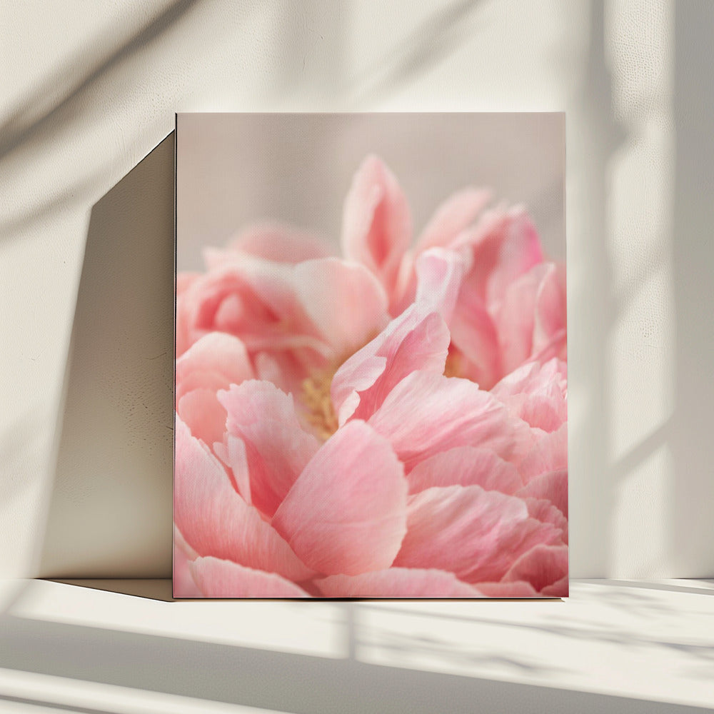 Peony 4 | Canvas