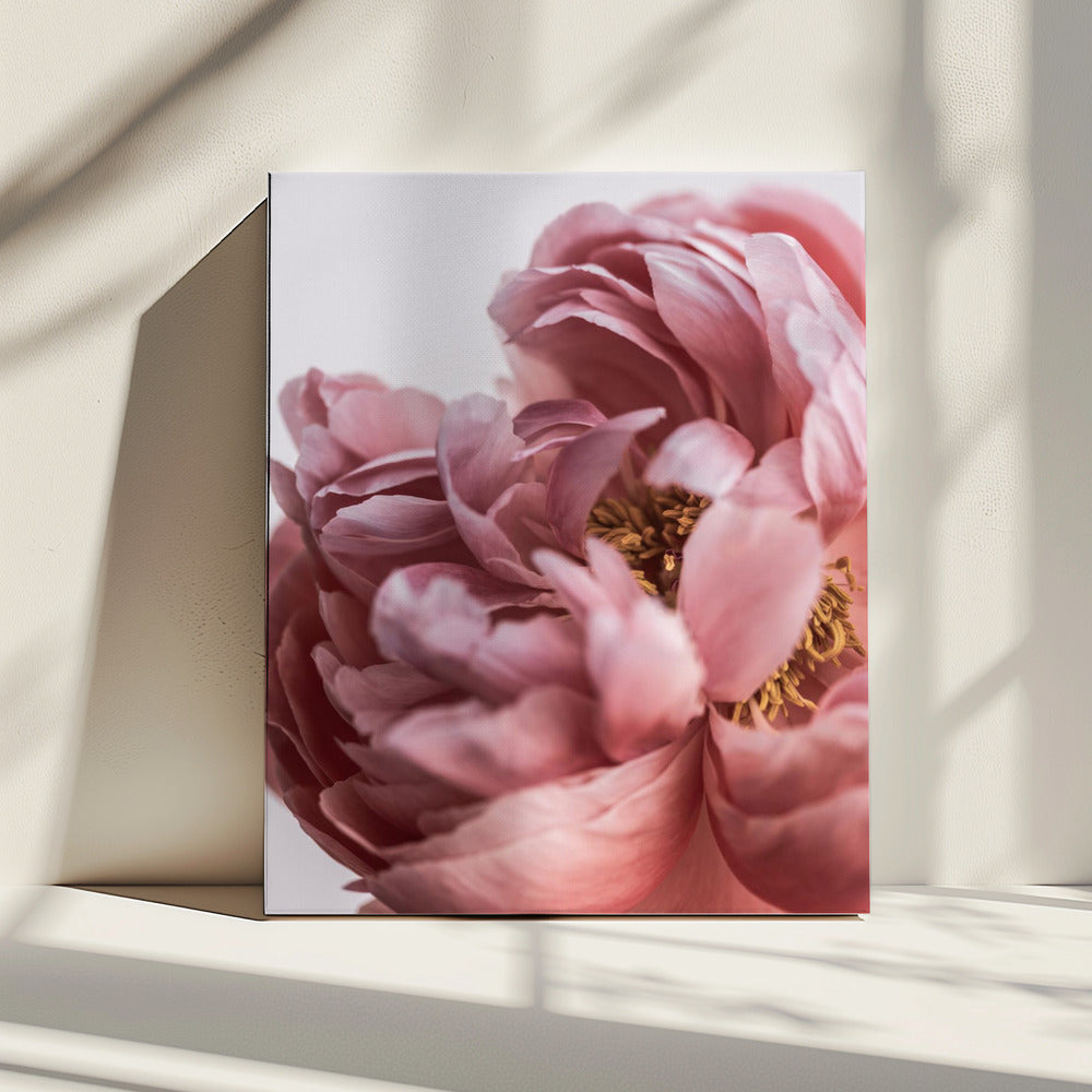 Peony | Canvas