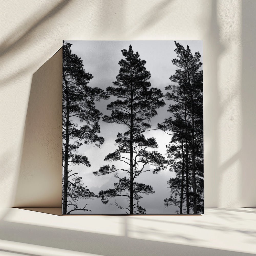Swedish Trees | Canvas