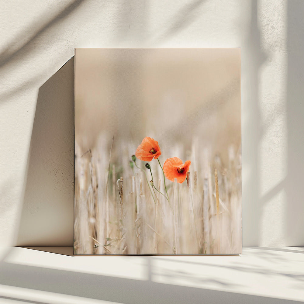 Summer Poppies | Canvas