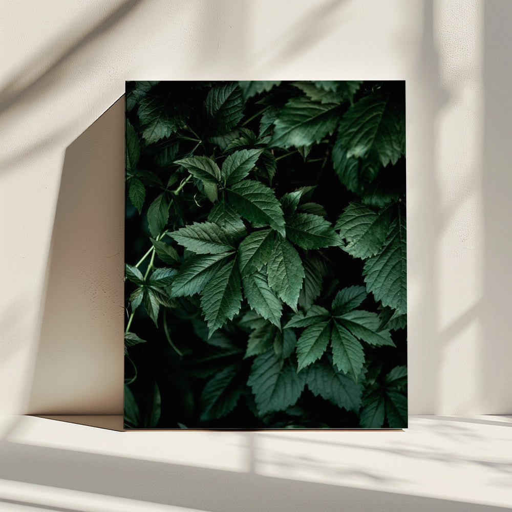 Dark Leaves 13 | Canvas