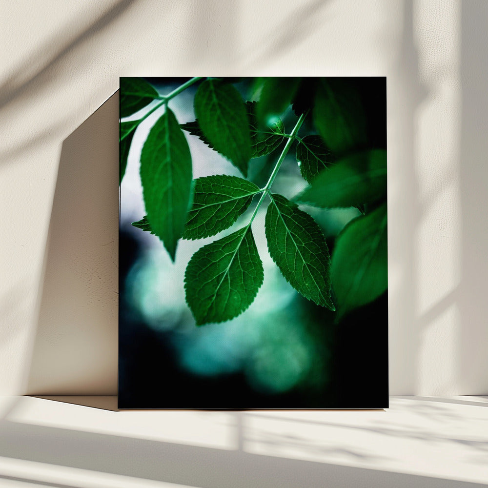 Dark Leaves 14 | Canvas