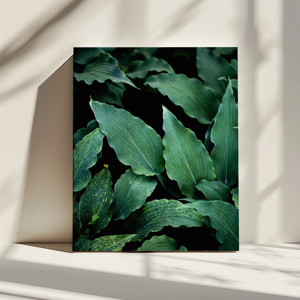 Dark Leaves 15 | Canvas