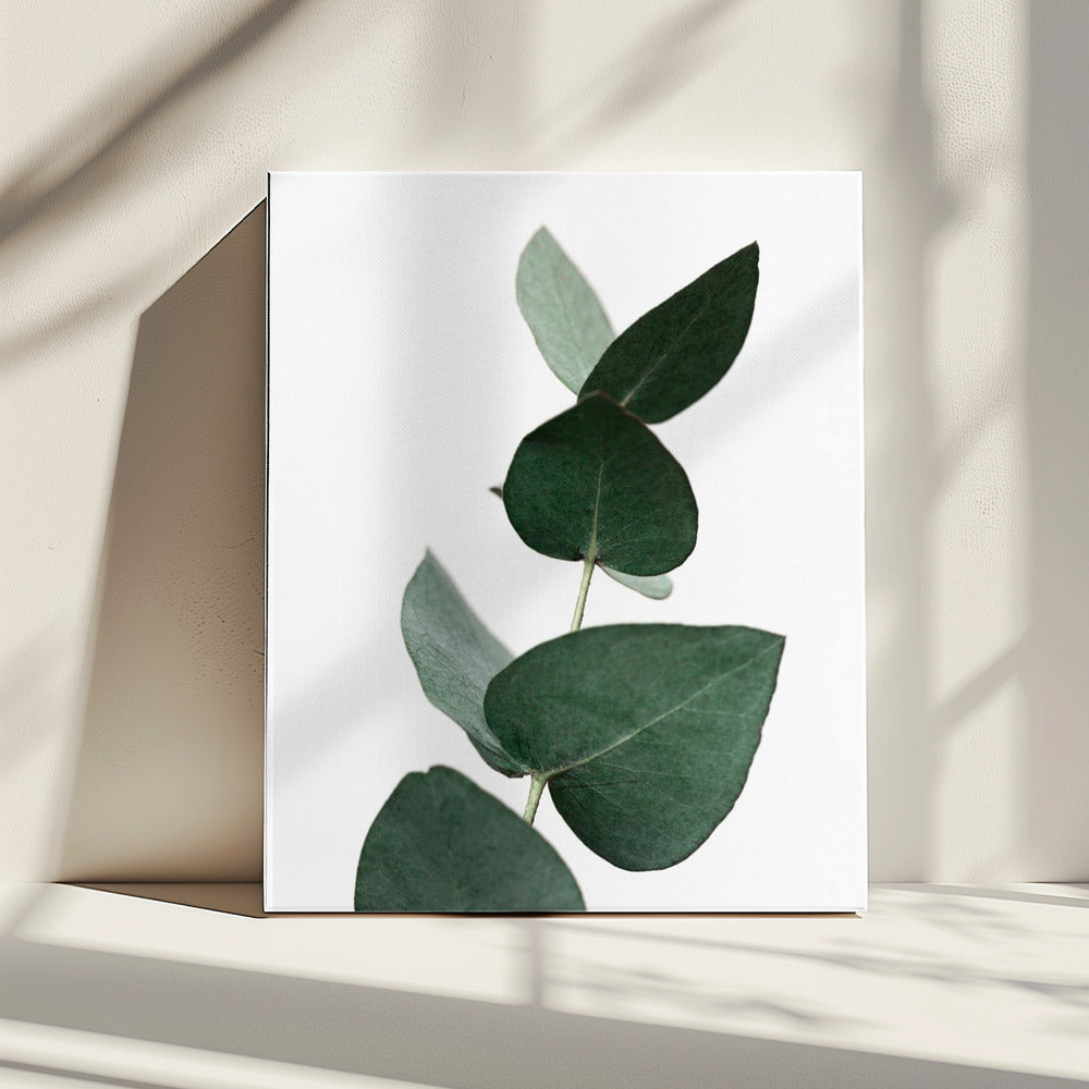 Eucalyptus 4 A1 | Canvas