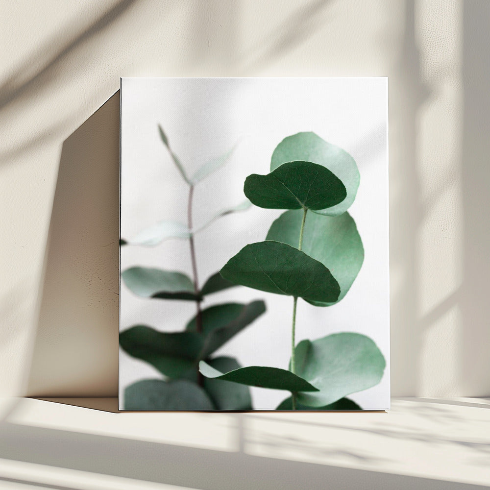 Eucalyptus 5 A1 | Canvas