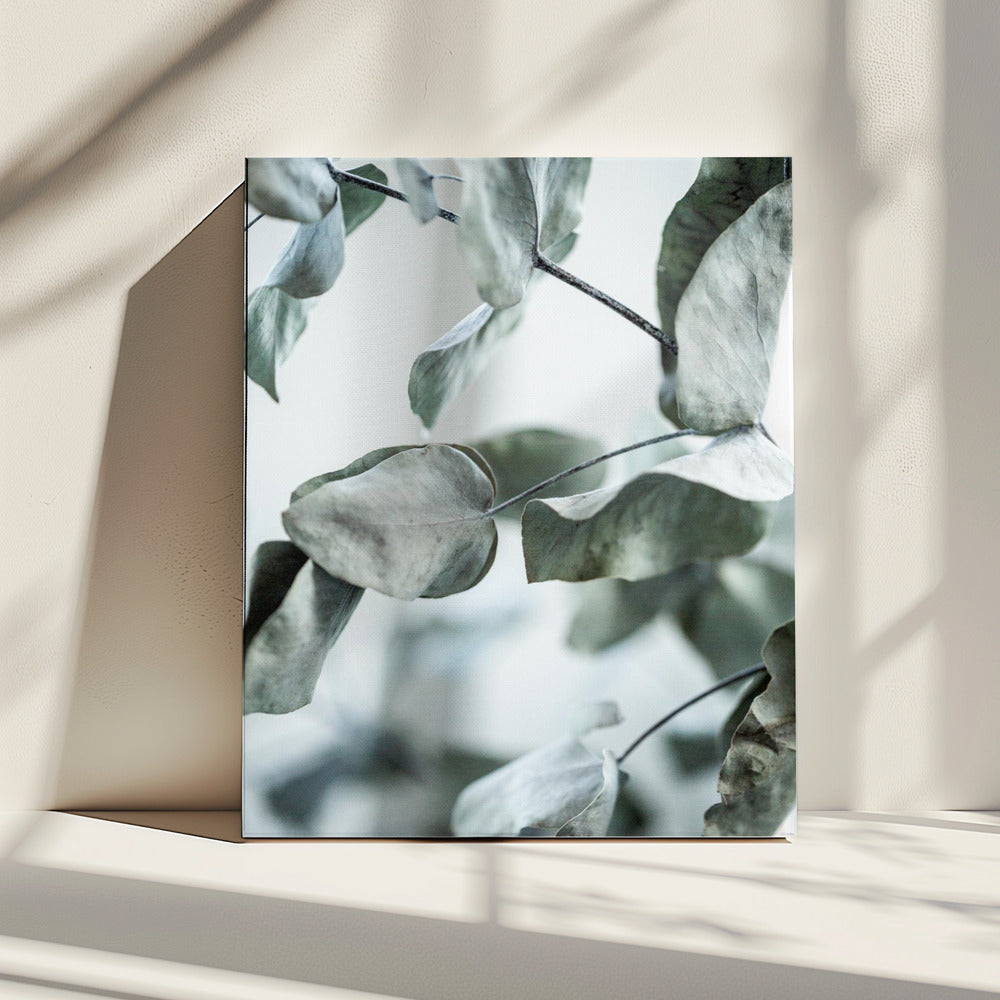 Eucalyptus 8 | Canvas