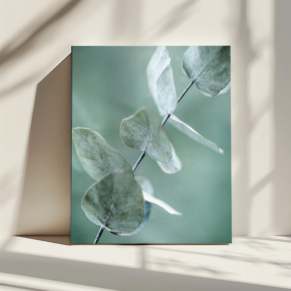 Eucalyptus 9 | Canvas