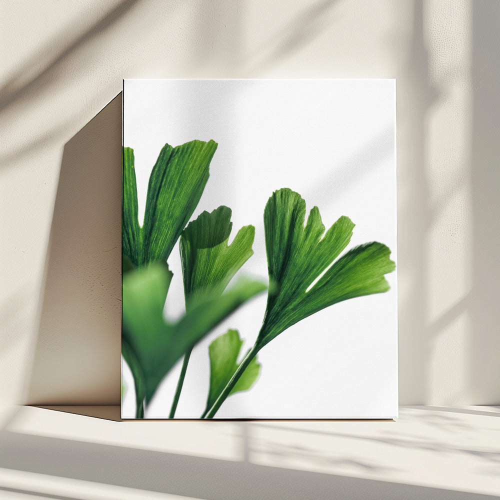 Ginko 4 | Canvas