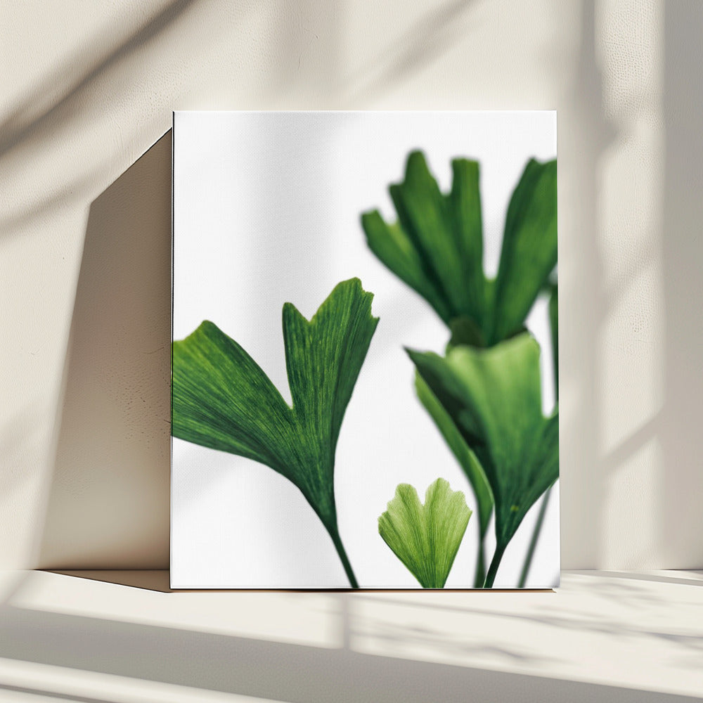 Ginko 5 | Canvas
