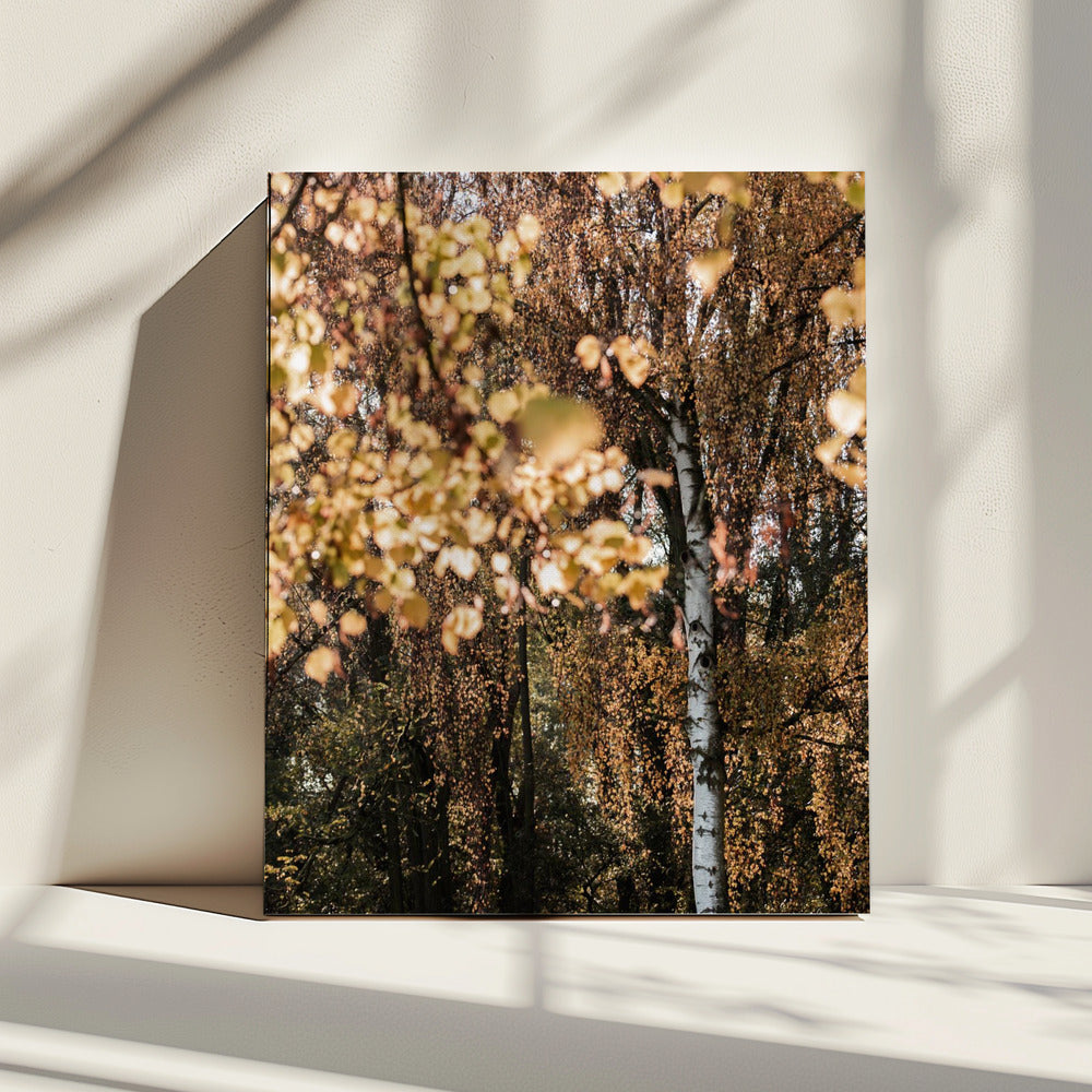 Herbstbirke | Leinwand