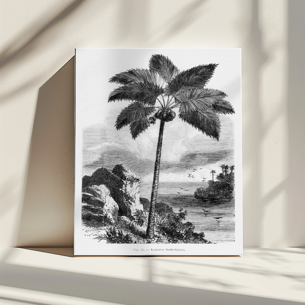 Vintage Palm Tree Drawing I | Canvas