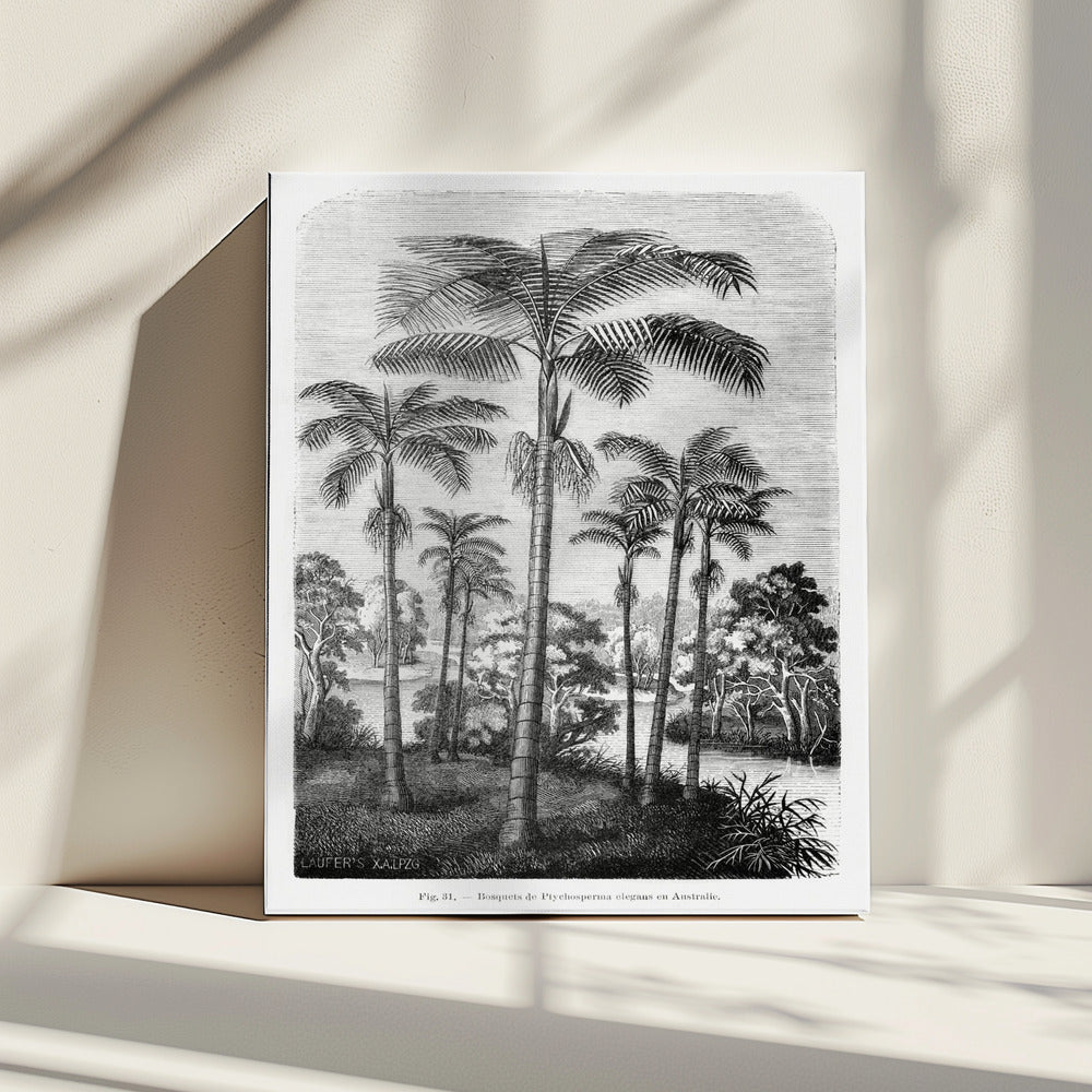 Vintage Palm Tree Drawing Ii | Canvas