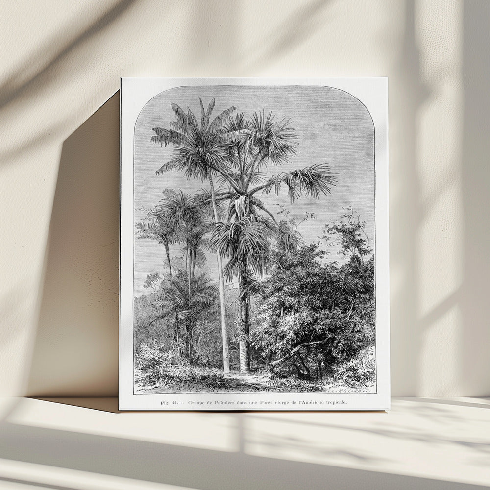 Vintage Palm Tree Drawing Iv | Canvas