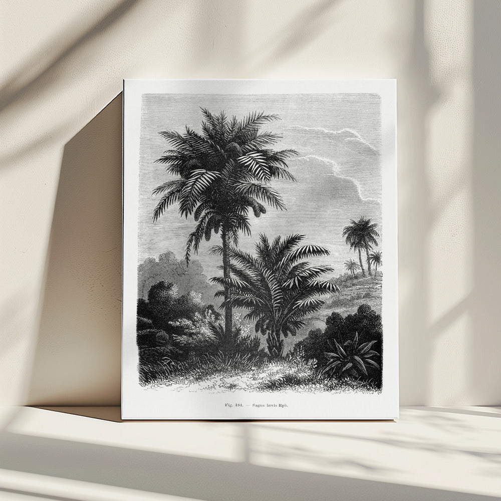 Vintage Palm Tree Drawing V | Canvas