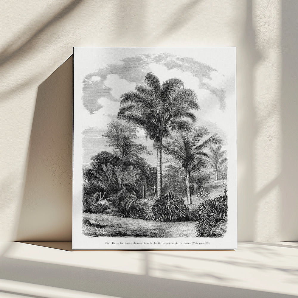 Vintage Palm Tree Drawing Vi | Canvas
