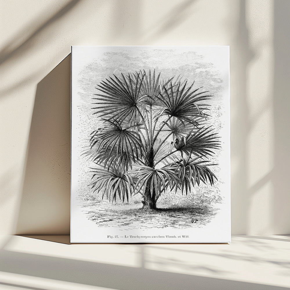 Vintage Palm Tree Drawing Xi | Canvas