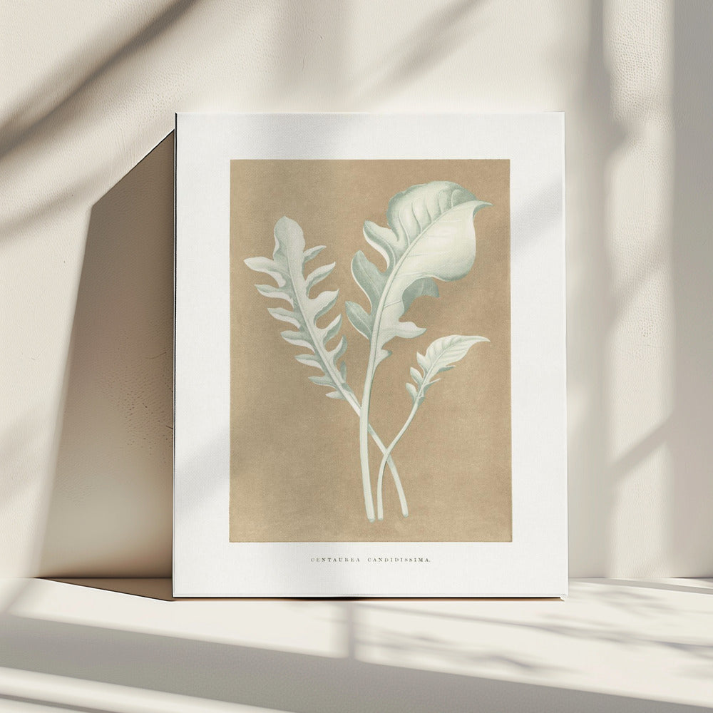 Centaurea Candidissima Leaf Illustration | Canvas