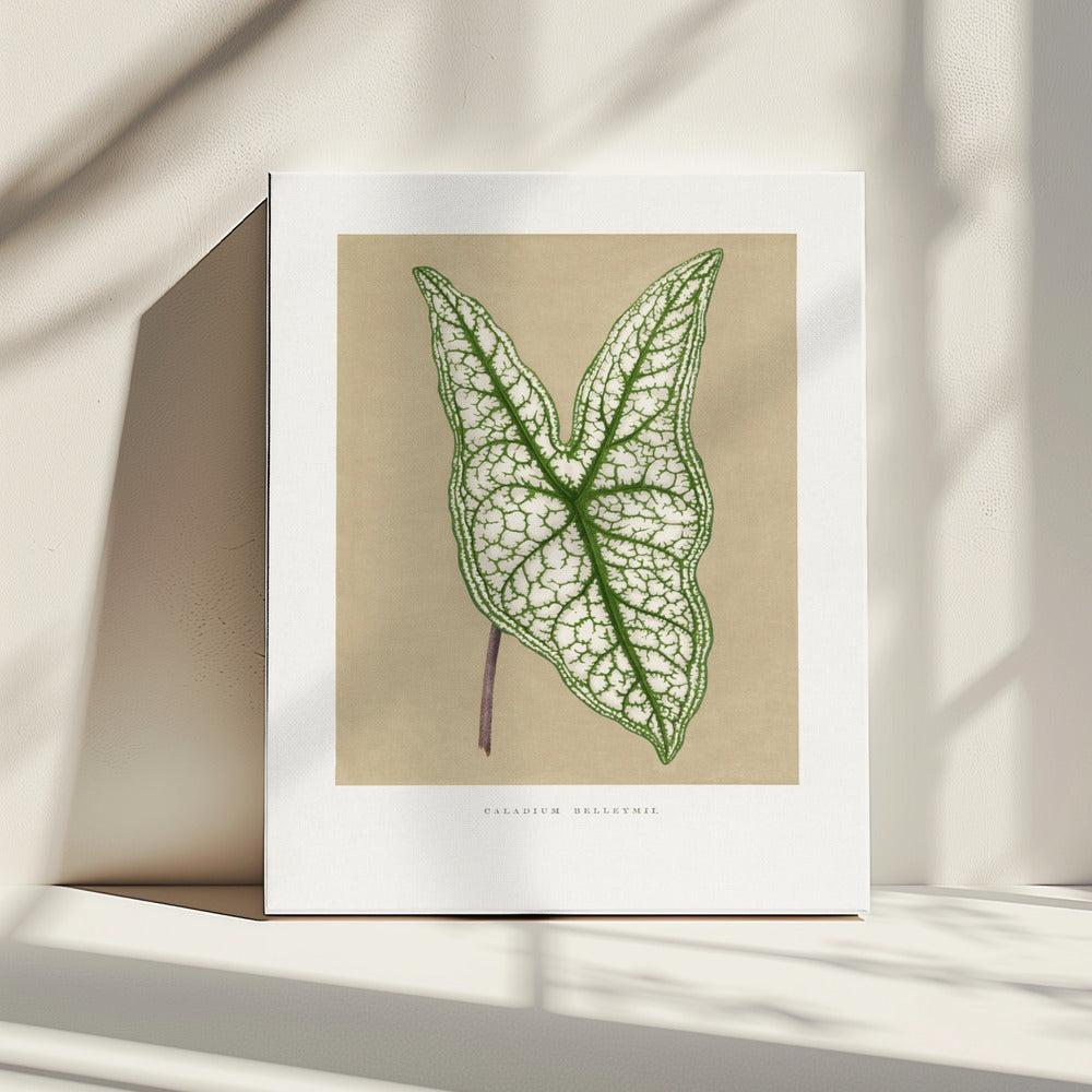 Green Caladium Belleymii Leaf Illustration | Canvas
