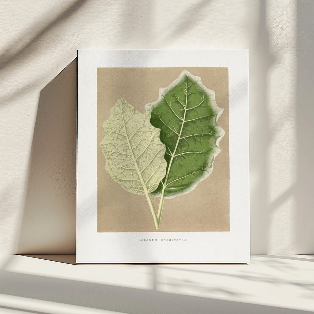 Green Solanum Marginatum Leaf Illustration | Canvas