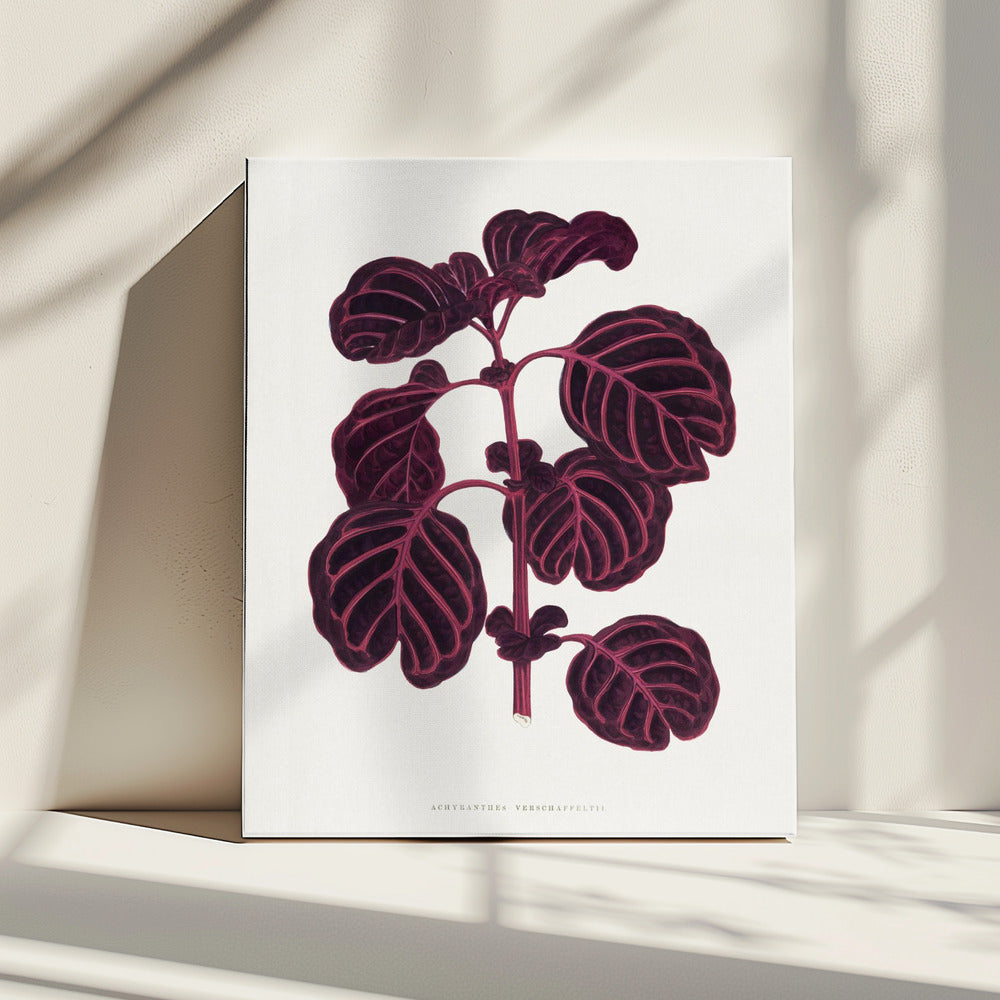 Pink Achyranthes Verschaffeltii Leaf Illustratio | Canvas