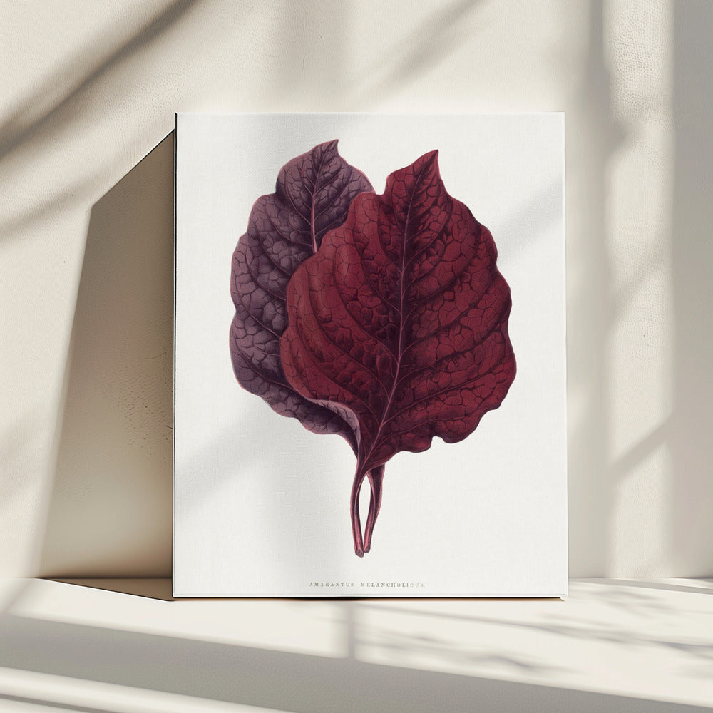 Pink Amarantus Leaf Illustration | Canvas