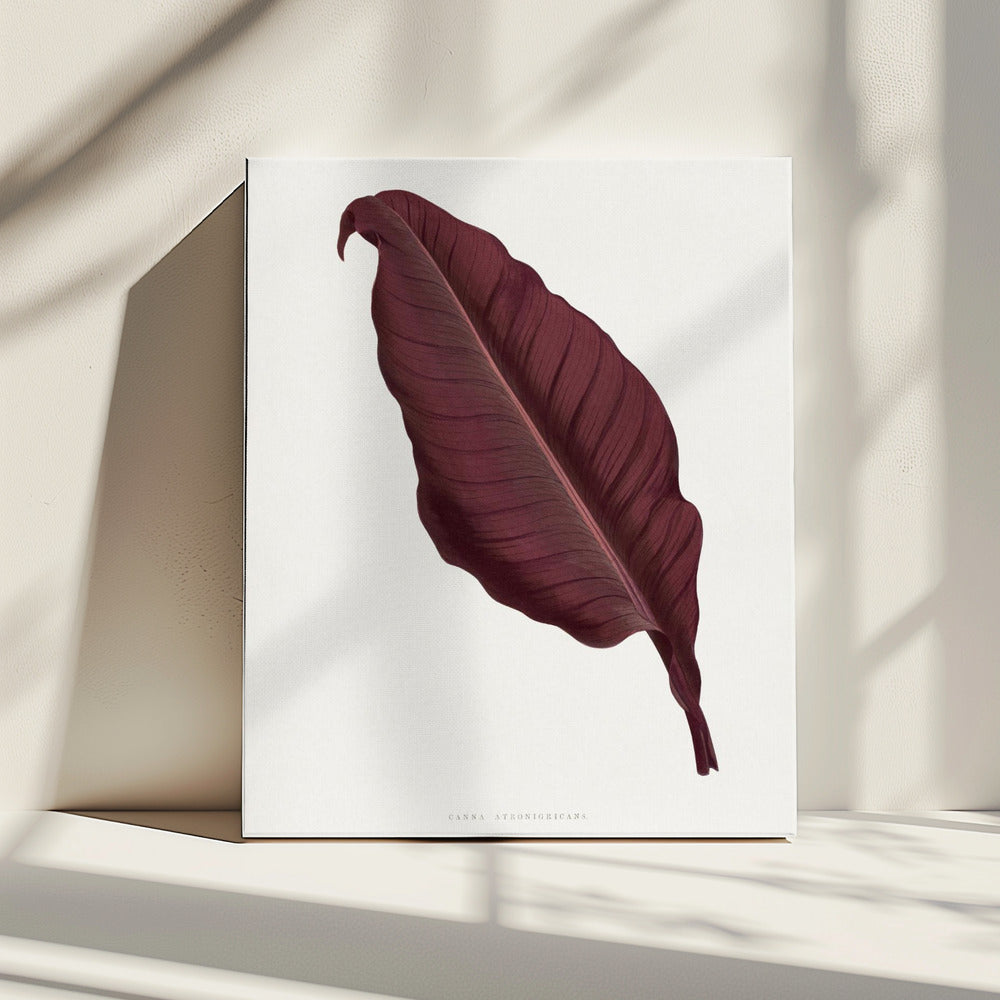 Pink Canna Atronigricans Leaf Illustration | Canvas