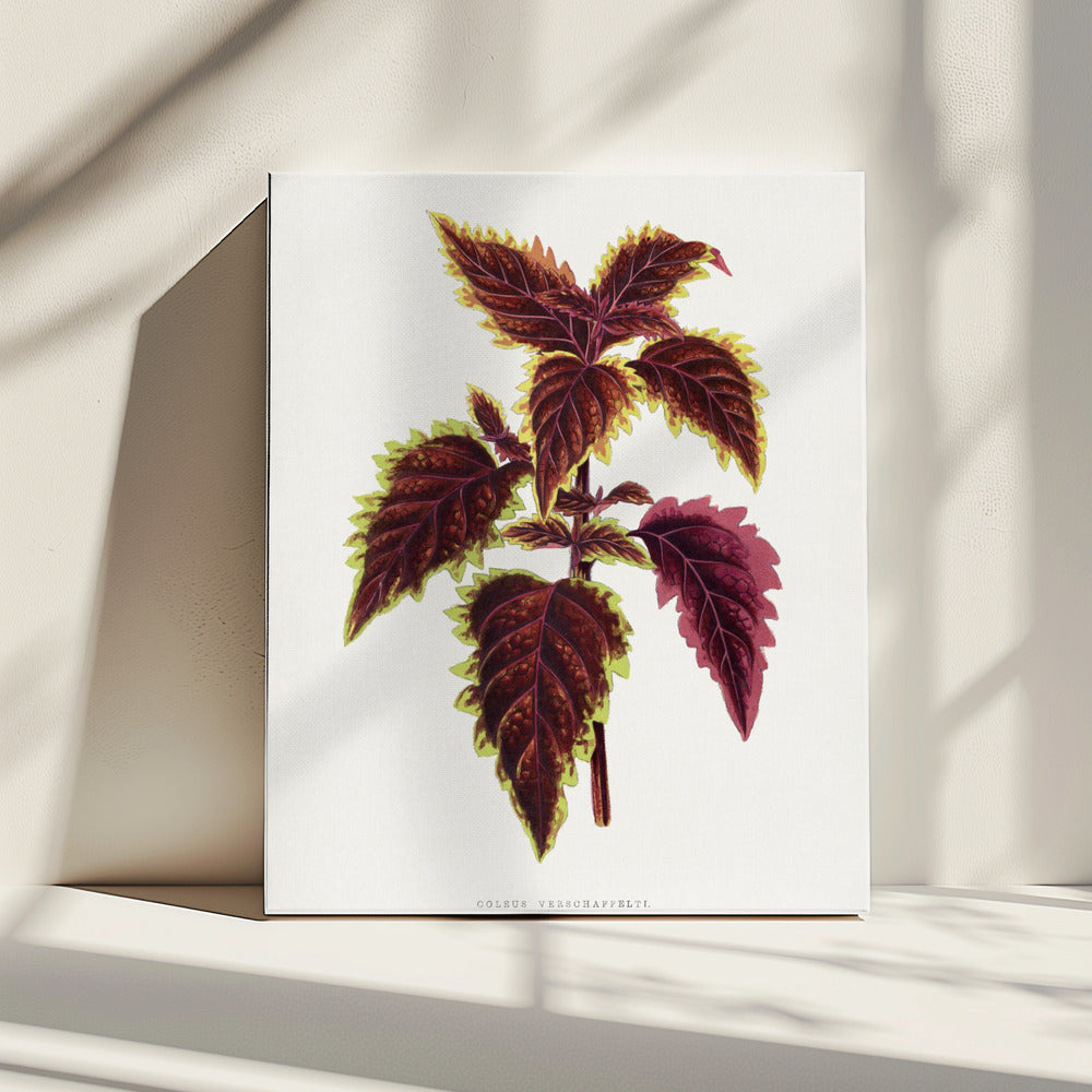 Pink Coleus Leaf Illustration | Canvas