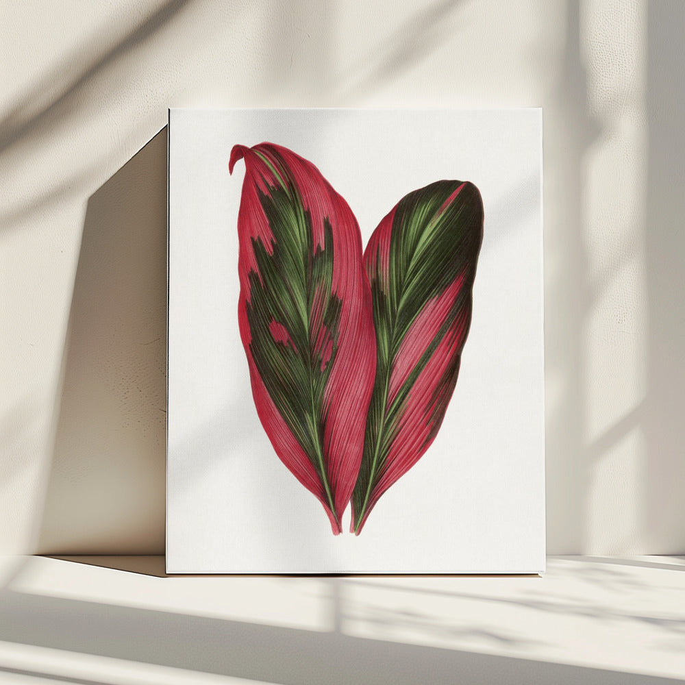 Pink Dracaena Terminalis Leaf Illustration | Canvas