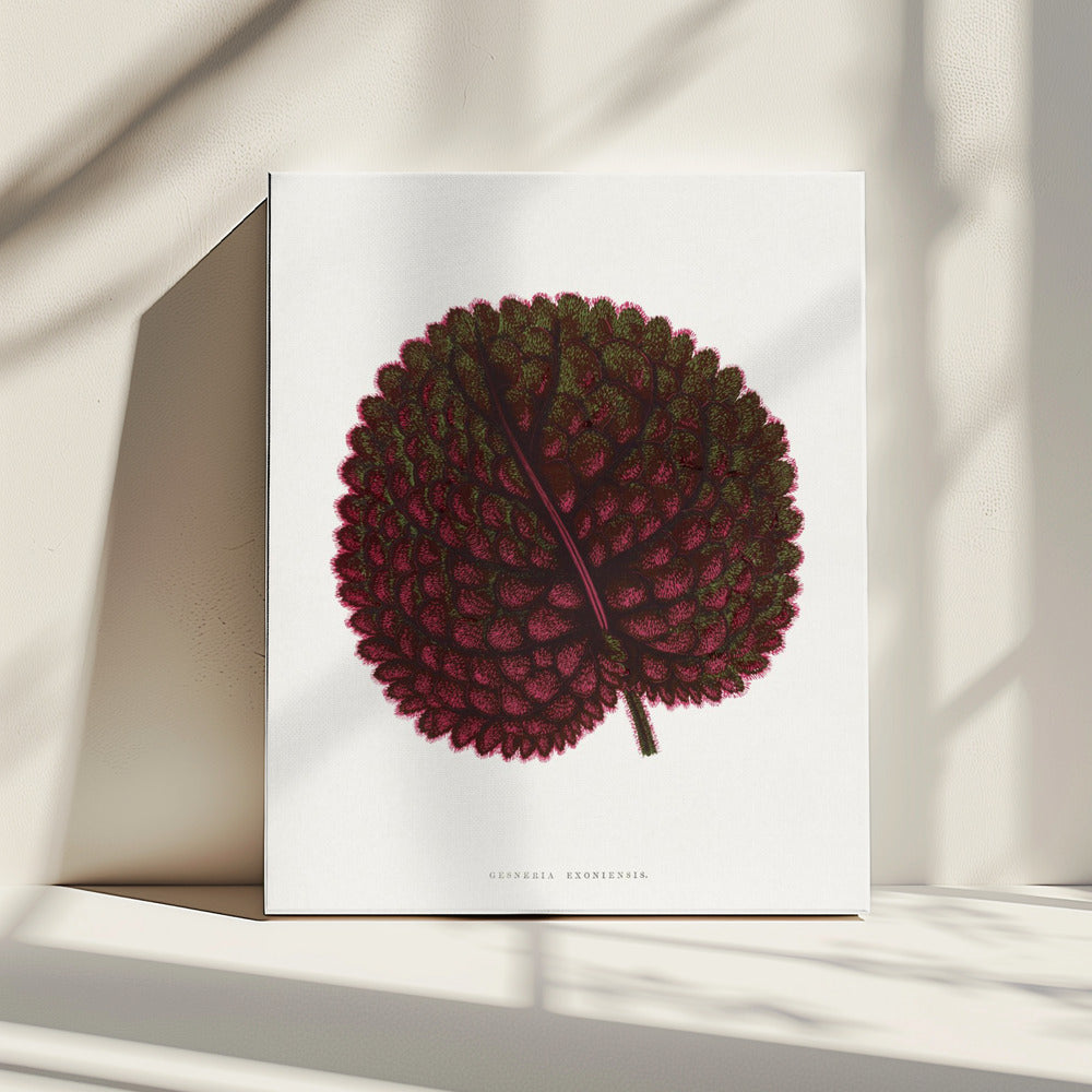 Pink Gesneria Exoniensis Leaf Illustration | Canvas