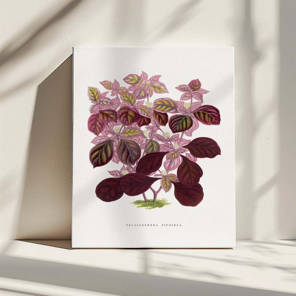 Pink Teleianthera Ficoidea Leaf Illustration | Canvas