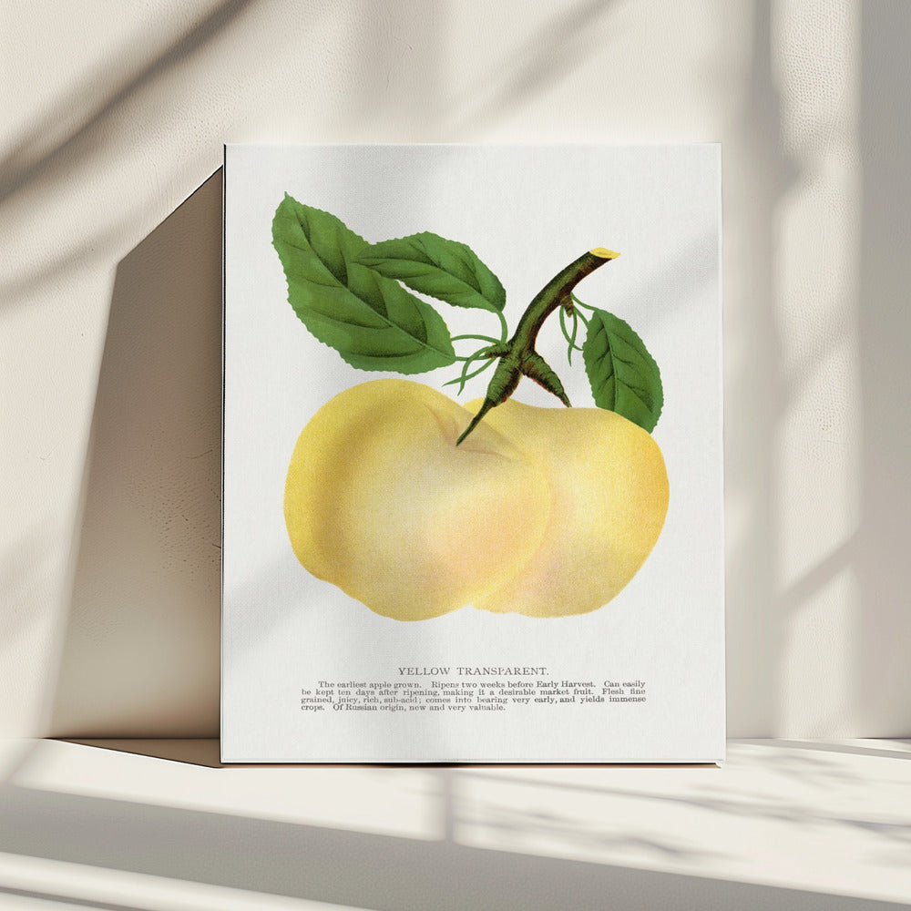 Gelbe transparente Apfel-Lithografie | Leinwand