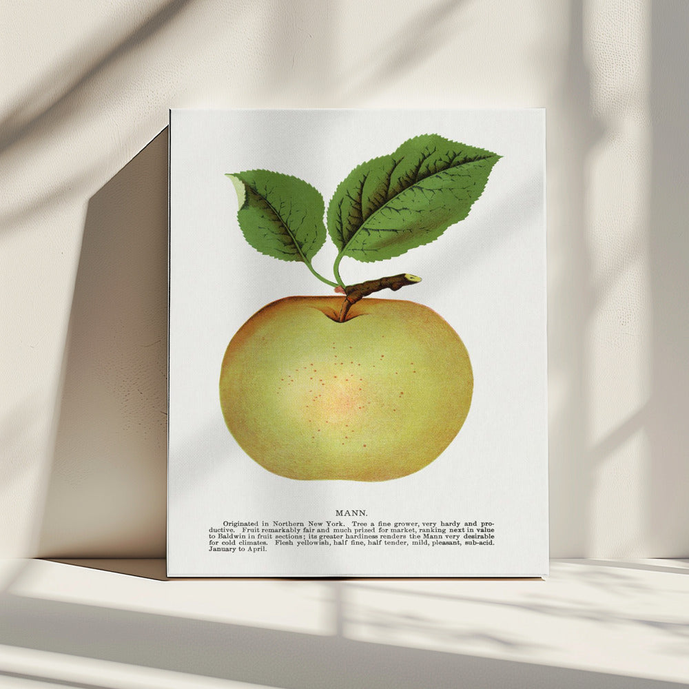 Mann Apple Lithographie | Leinwand