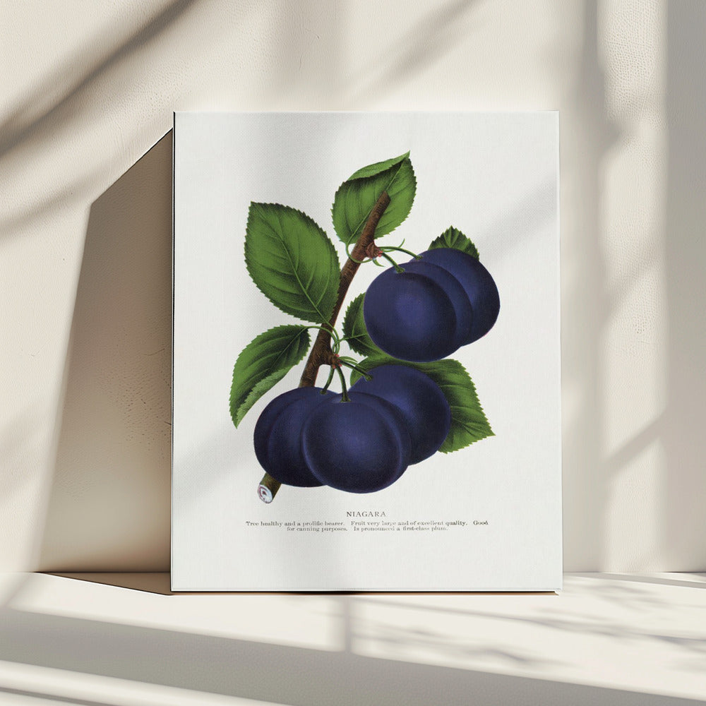 Niagara Plum Lithographie | Leinwand