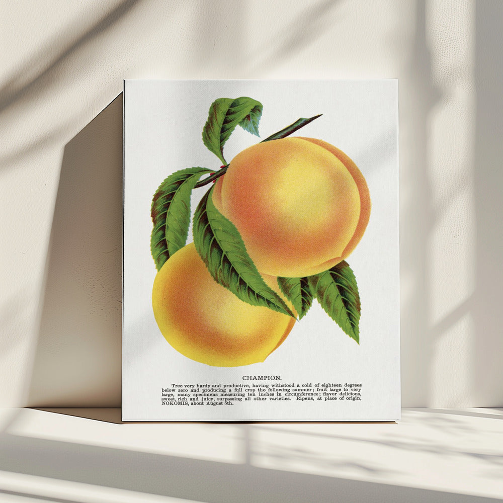 Champion Plum Lithographie | Leinwand