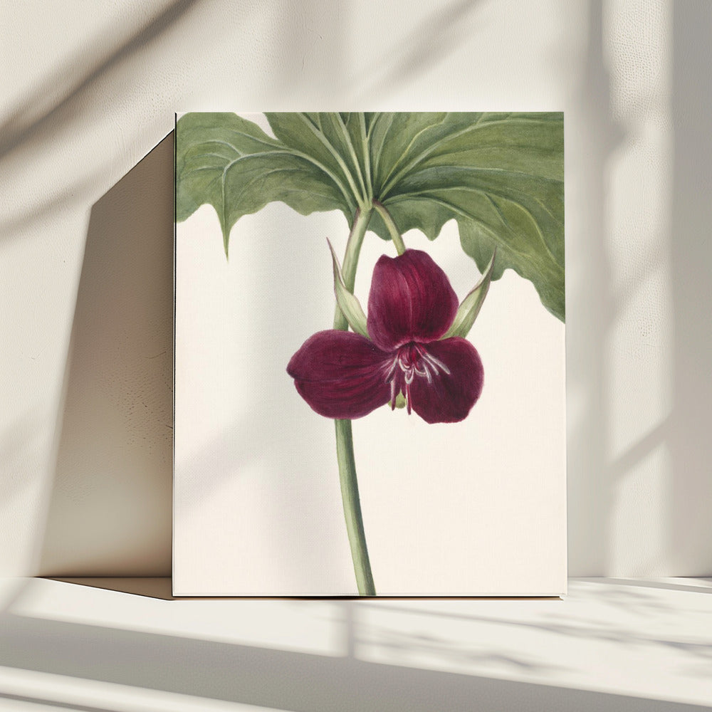 Süßes Trillium | Leinwand