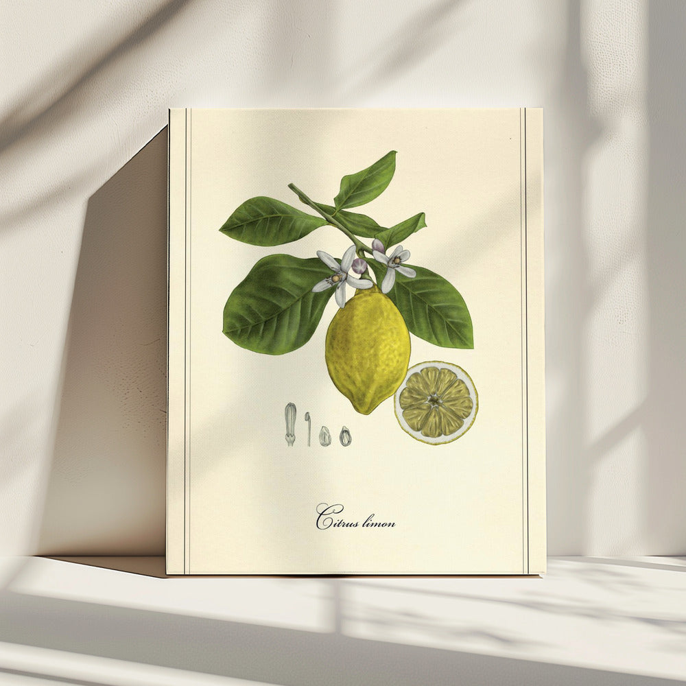 Lemon | Canvas