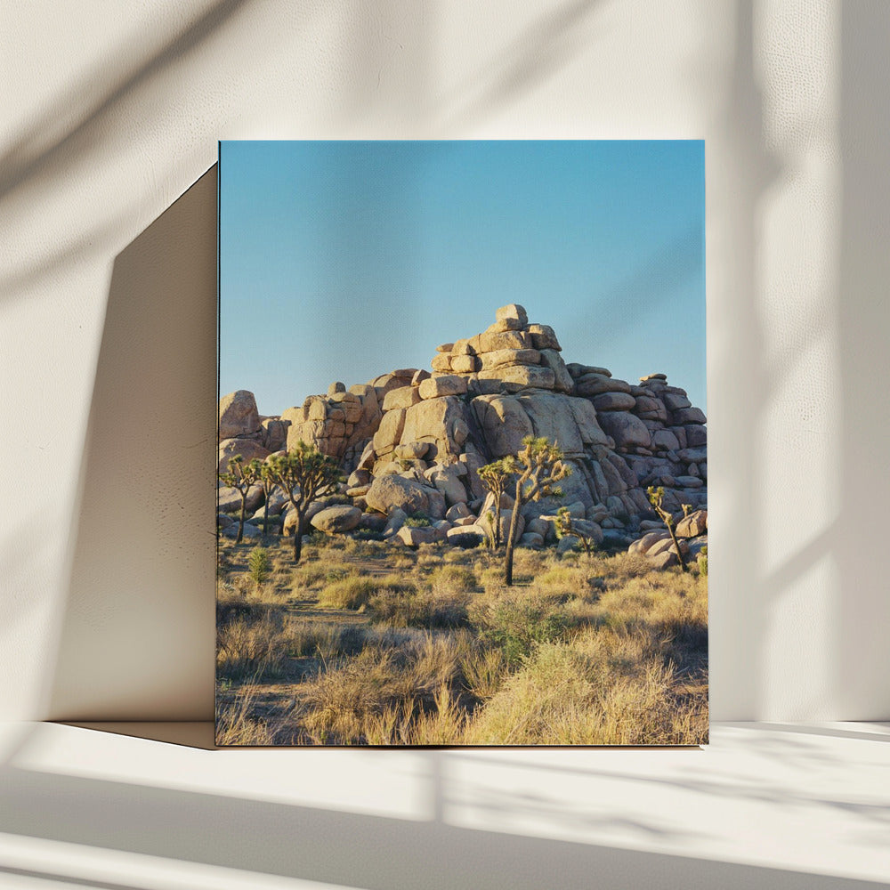 Joshua Tree Sonnenuntergang | Leinwand