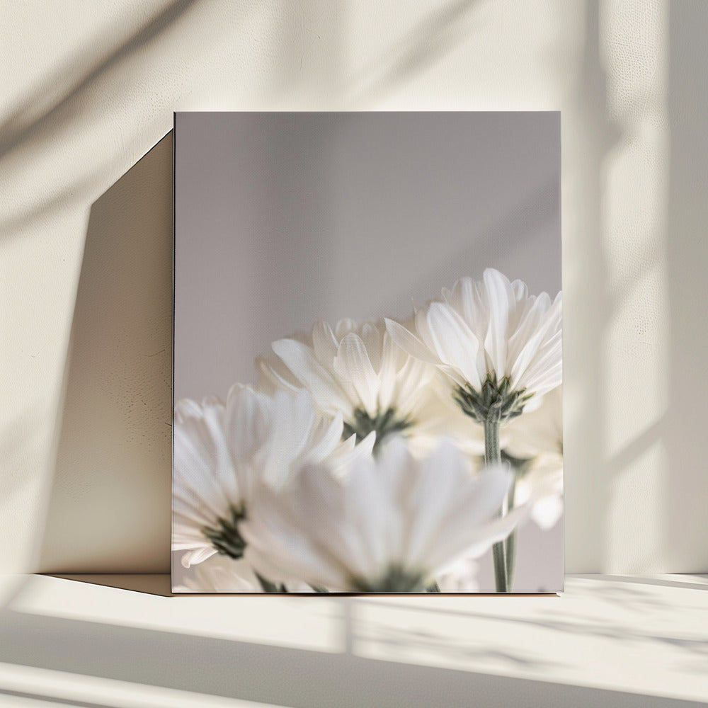 Weiße Blumen 4 | Leinwand