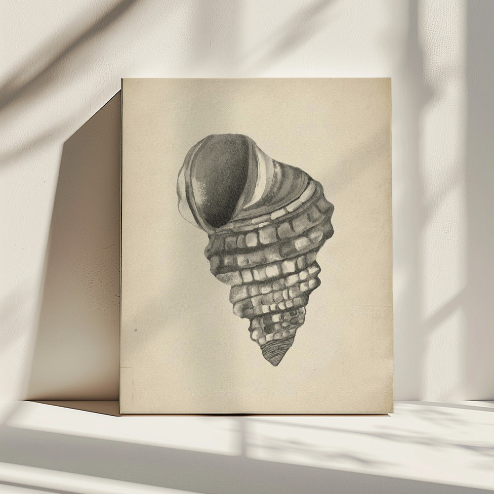 Muscheln | Leinwand
