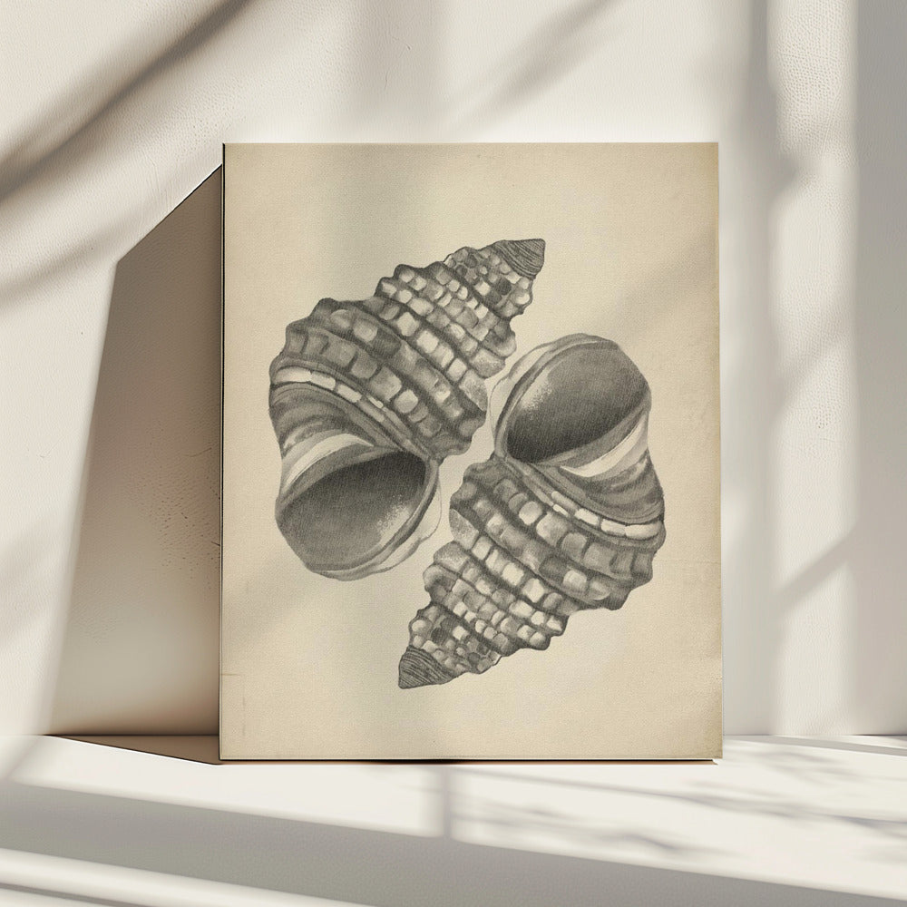 Muscheln | Leinwand