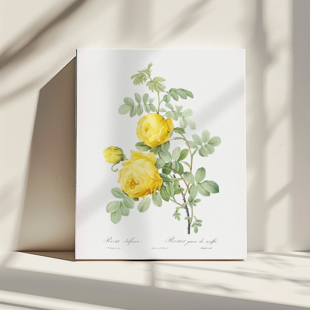 Rosa Hemisphaerica, Les Roses (1817–1824) | Leinwand