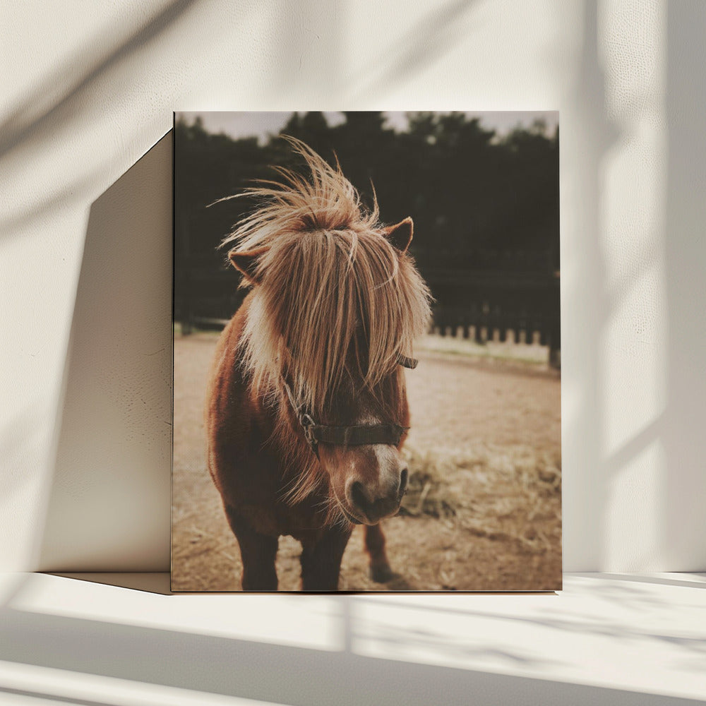 Pony mit zotteliger Mähne | Leinwand
