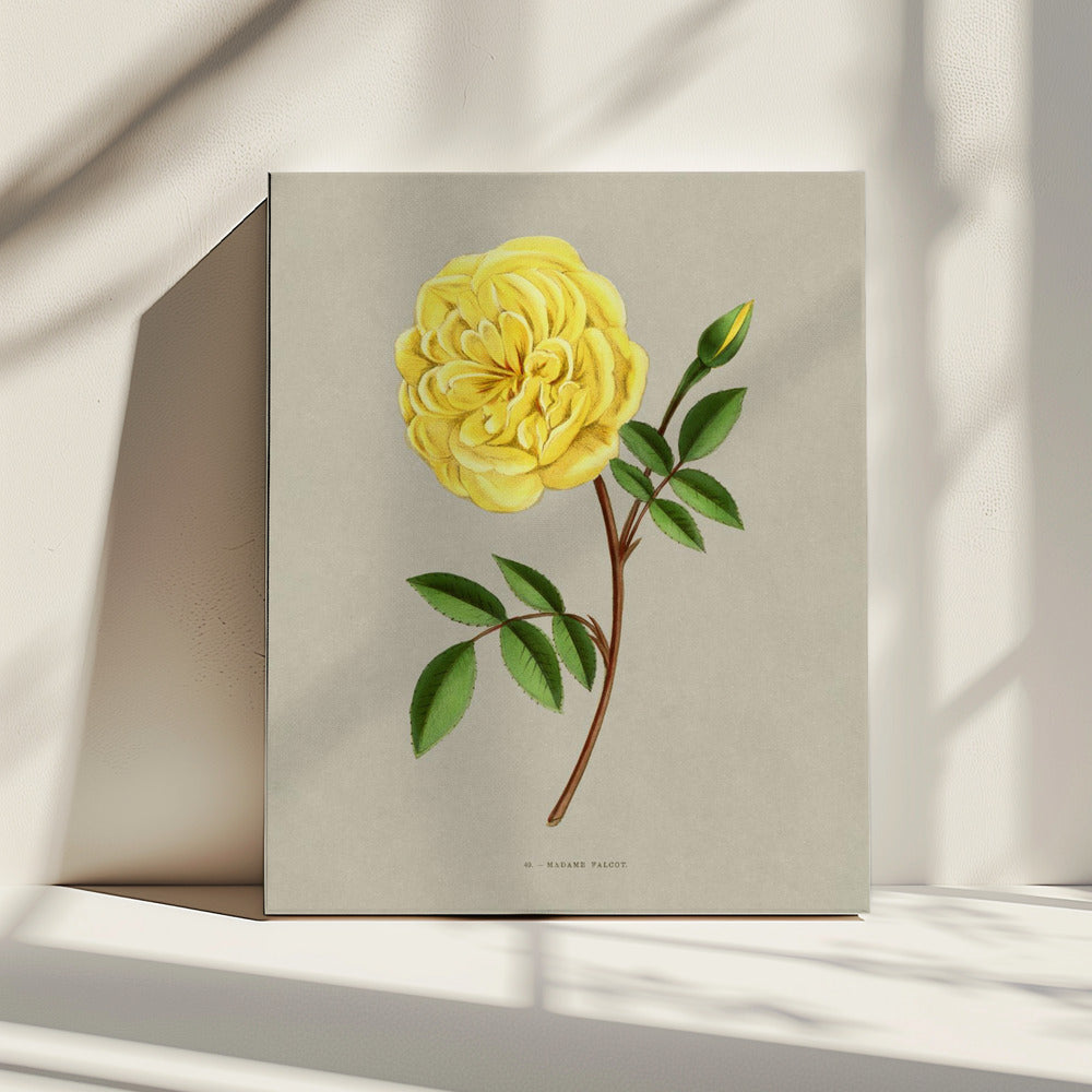 Rose Madame Falcot | Leinwand
