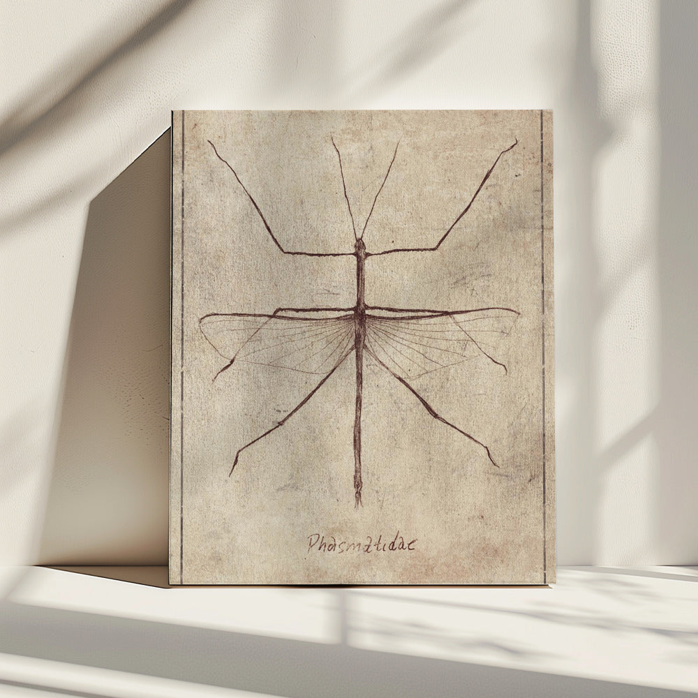 Vintage Entomologie Skizze | Leinwand