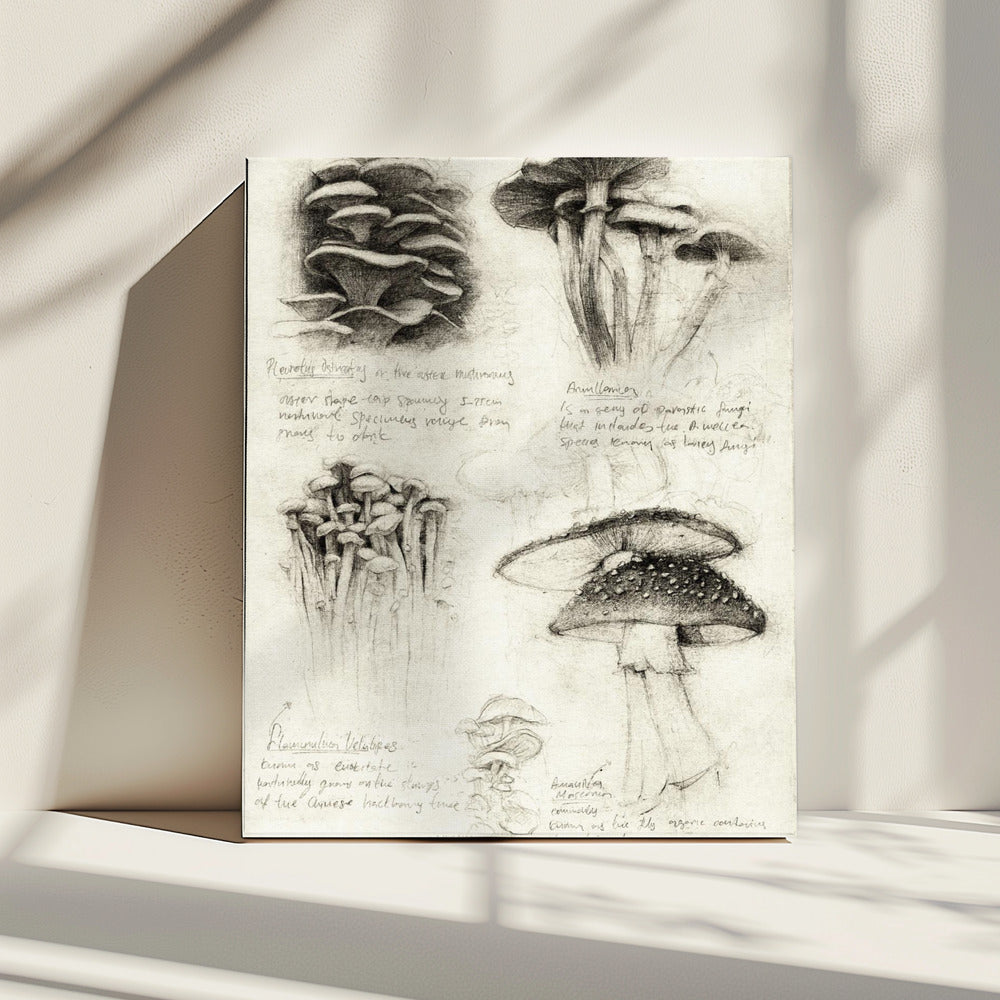 Verschiedene botanische Pilze | Leinwand