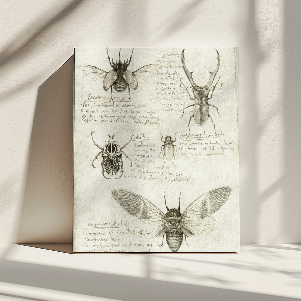 Skizzen von Käfern und Insekten | Leinwand