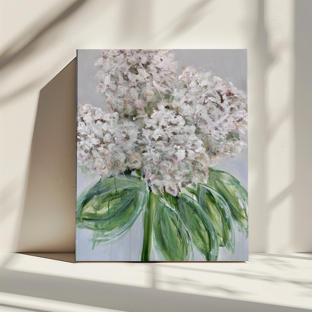 Weiße Hortensienblüte | Leinwand
