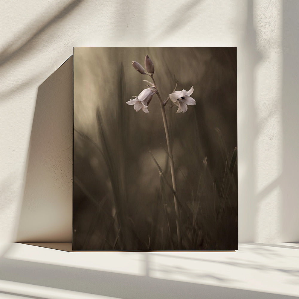 Eine kleine Blume auf dem Boden | Leinwand