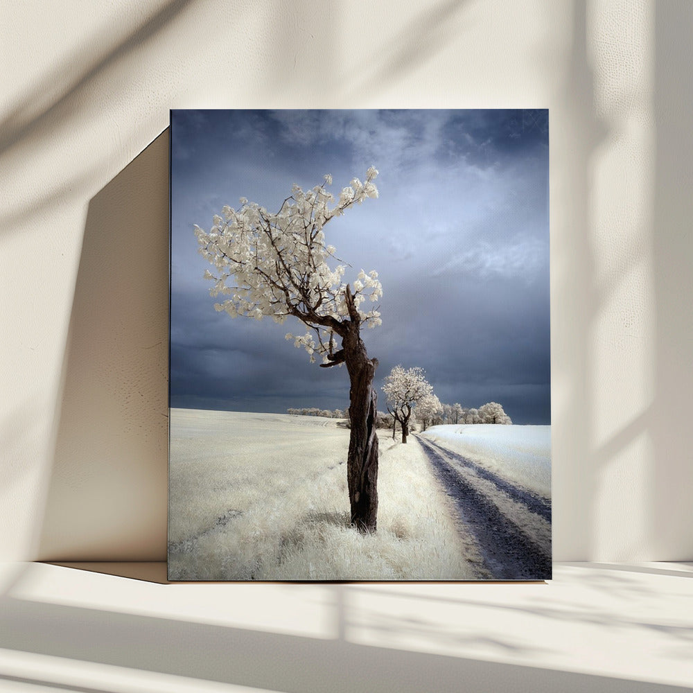 IRenka | Canvas