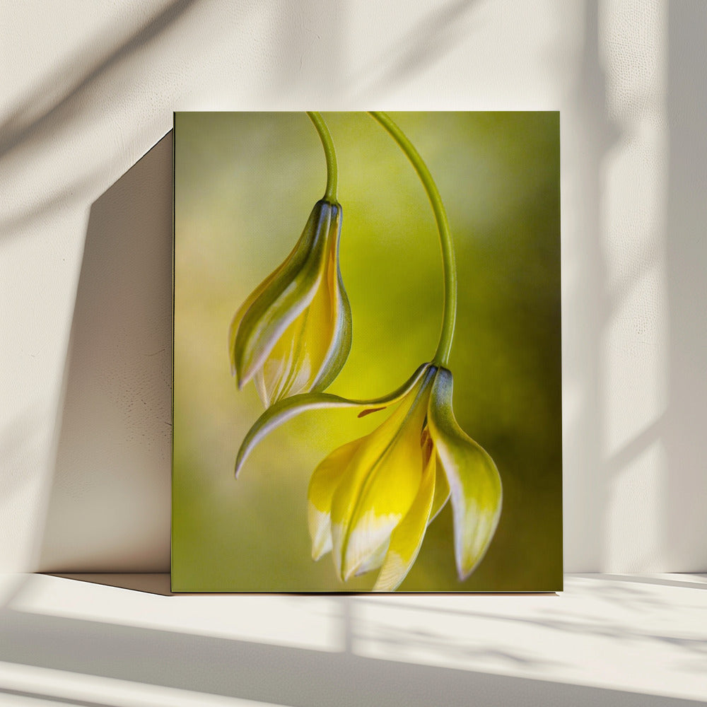 Tulipa | Leinwand